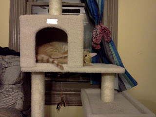 My cat Bela, an orange tabby, in his cat tree with half his body in the hut, head peaking out the other side