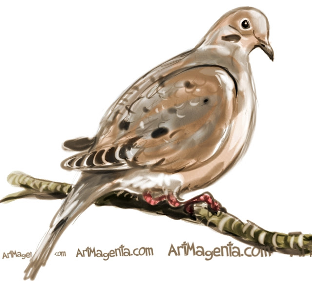 Mourning Dove sketch painting. Bird art drawing by illustrator Artmagenta