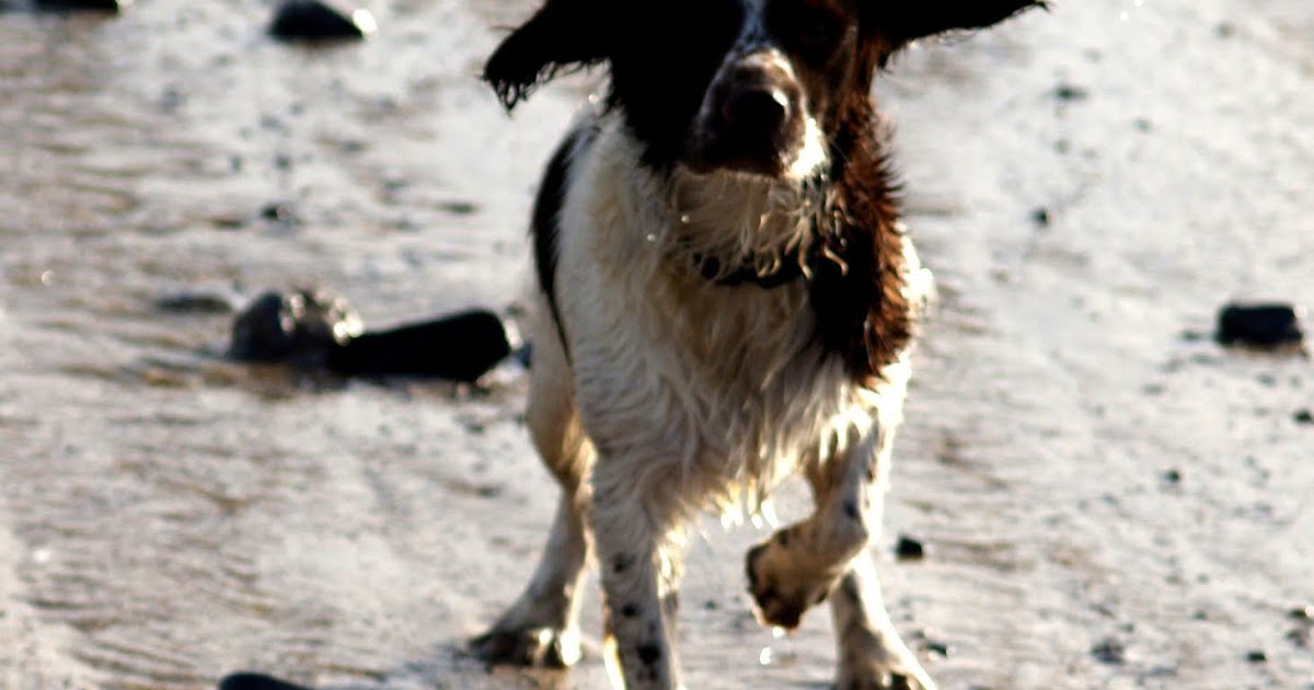 Professor P.Brain's blog: Dull Dogs