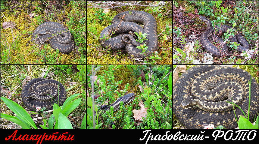 Змеиные места Пушкино. Почему змею назвали змеей