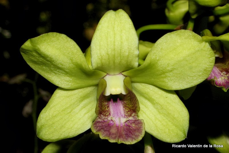 Ricardo's Blog, : Dendrobium Burana Jade