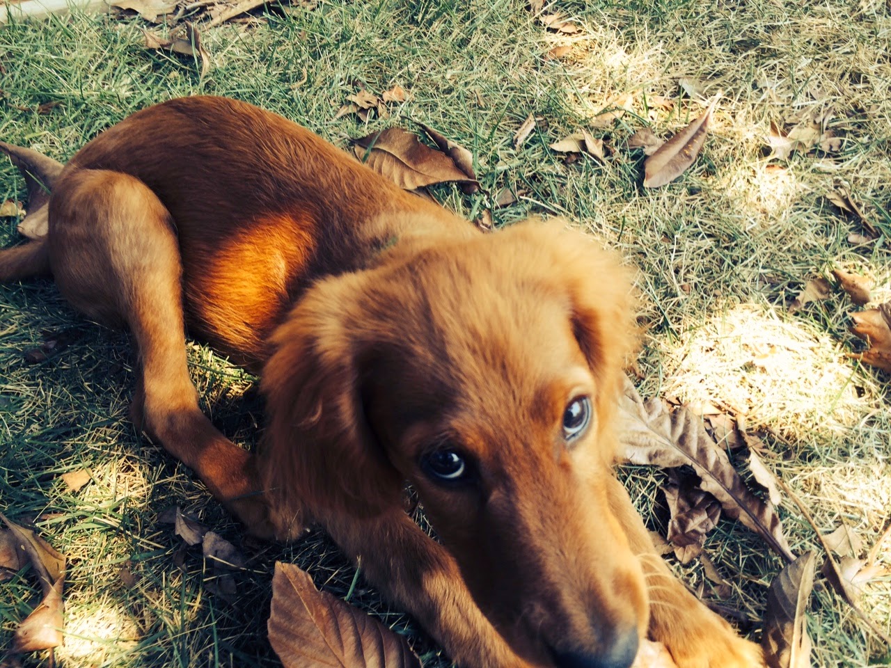 GREAT JOB ALL WEEK i Mean It PUPPY