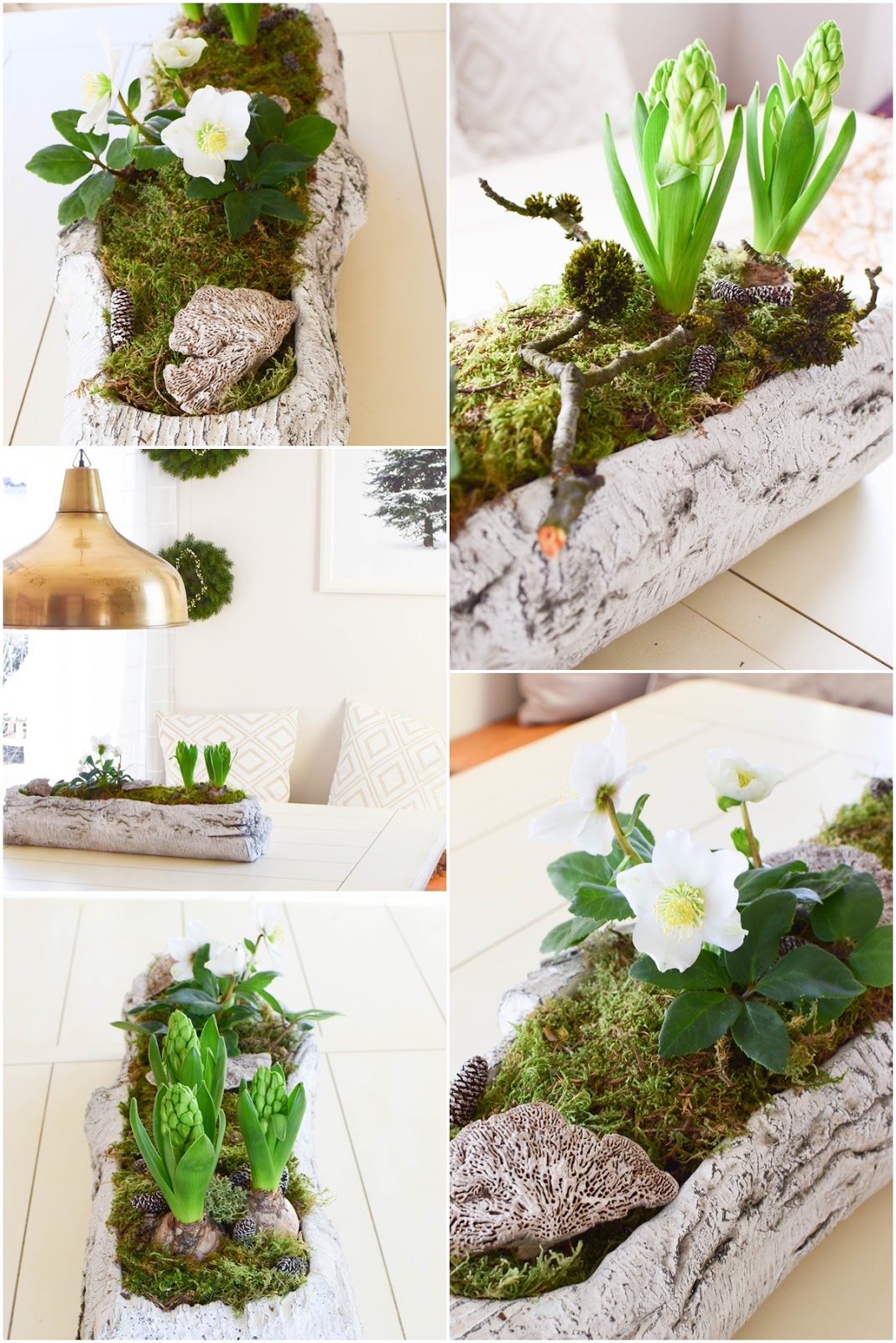 Tischdeko Frühling Selber Machen Ostseesuche Com Diy Deko Schale Für Den Frühling Mit Christrose Hyazinthe Und Moos Kreativ Selbermachen Basteln Ein Erster Hauch Von In 2018 Christrosen