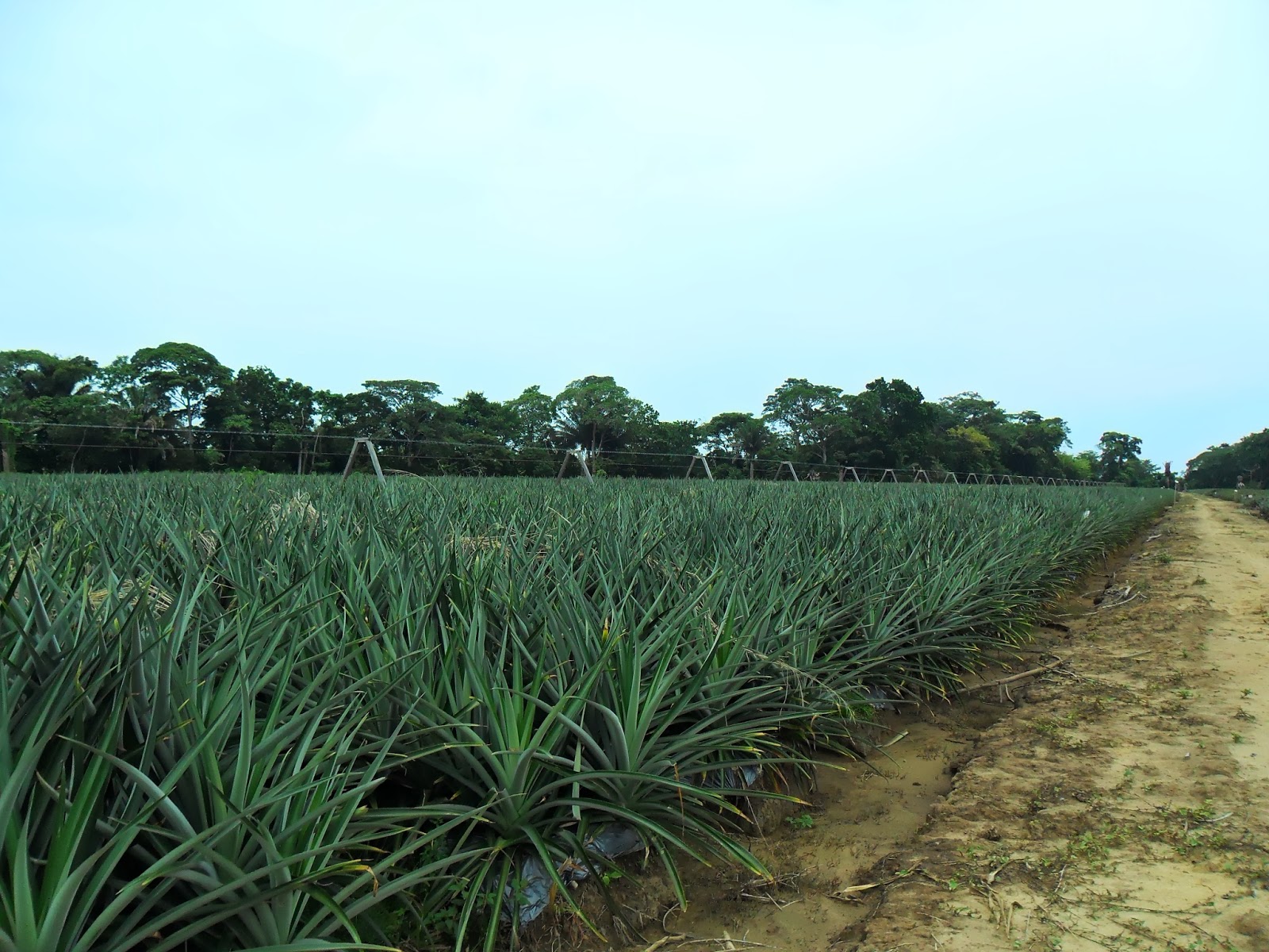 Servicios Integrales del Agro.: EL CULTIVO DE PIÑA MD2.