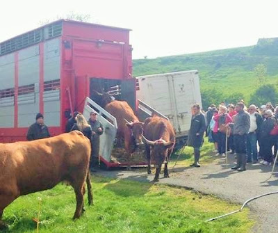 la laiterie de paris, montée en estive, vache salers, cantal, salers tradition, gaec salat, fromage, transhumance cantal, fête de l'estive allanche, blog fromage, blog fromage maison, cloche vache, faire du fromage, fabrication cantal, fabrication salers
