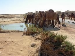 Tamerza Tunisie 