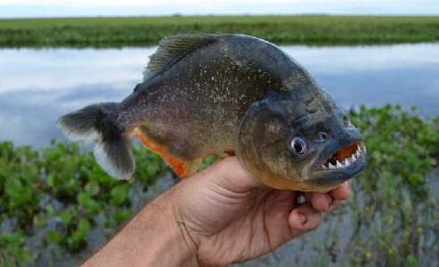 Spesies Ikan Paling Bahaya Di Dunia