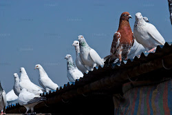 pigeon story pigeons flight called jiten