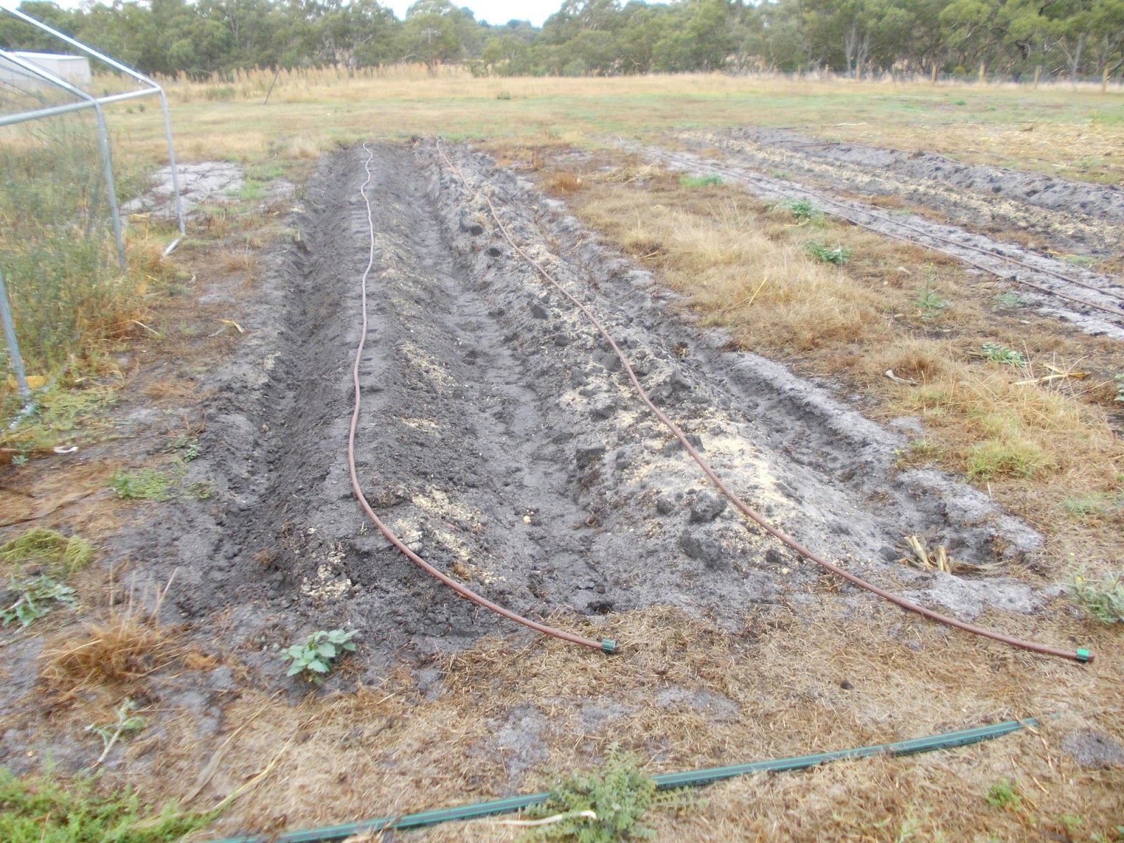 Raising Garlic In Raised Beds Raising Garlic In Raised Beds