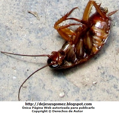 Cucaracha Foto de una cucaracha muerta y de espalda tomada por Jesus Gómez