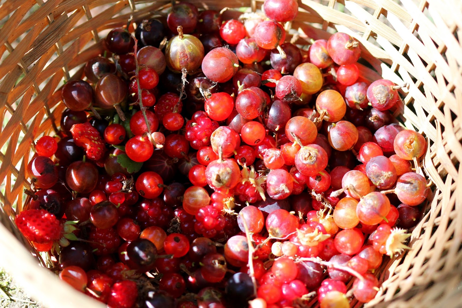 10 Selection of Fruits and Vegetables For Lose Weight (Diet) VegetaFruit