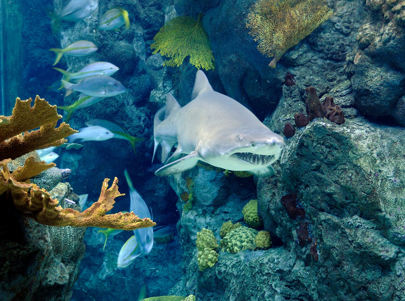 The Florida Aquarium announces three special weekends Shark Days