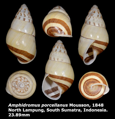 Amphidromus porcellanus 23.89mm