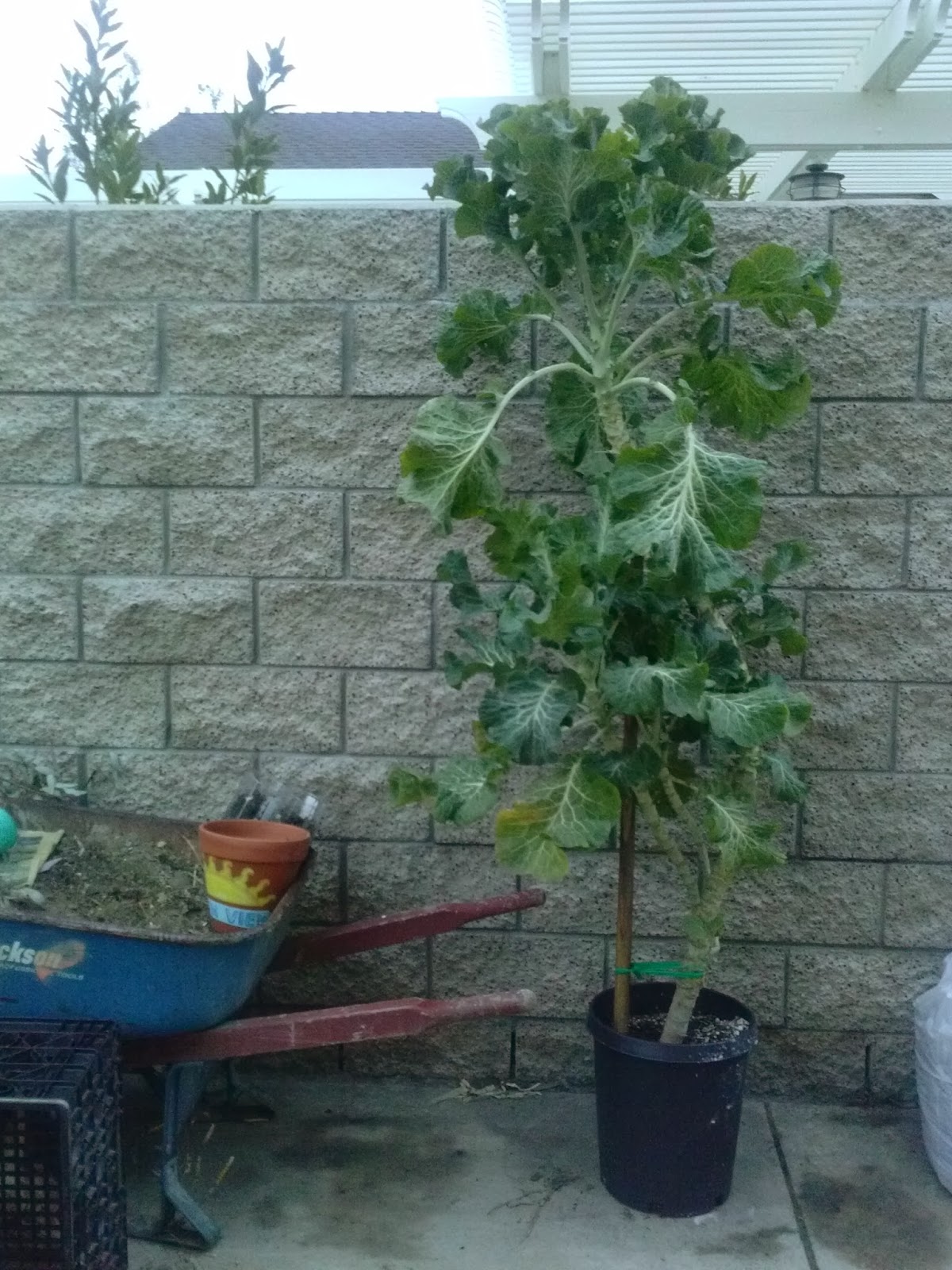 Of Interest Today FREE TREE COLLARDS FOREVER