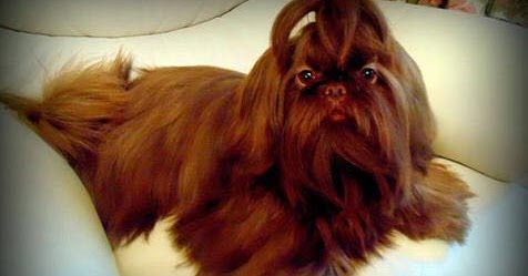 Lhasa apso nariz marrom Clearance