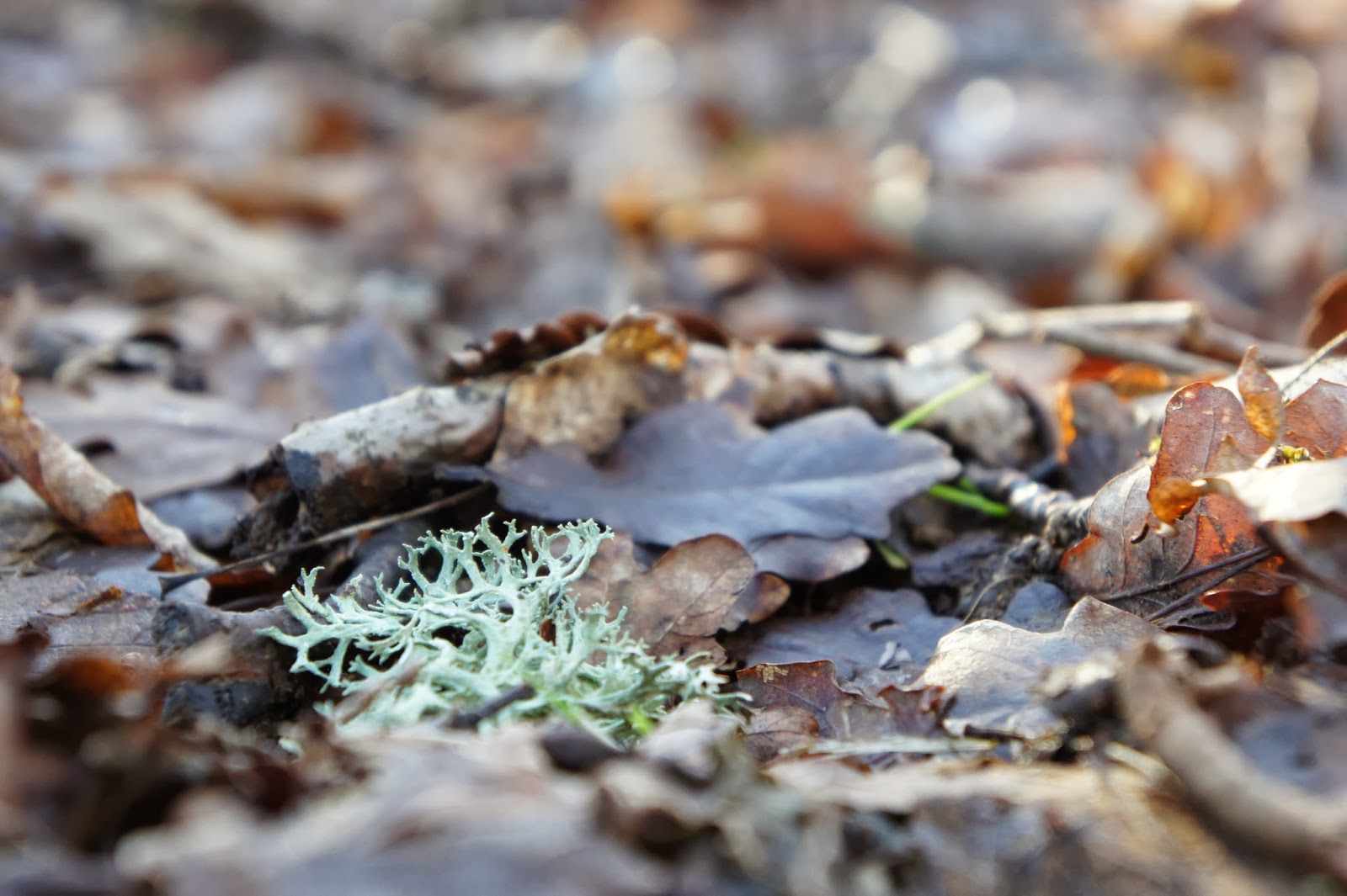 Forage Sussex OAK MOSS what’s not to Lichen!