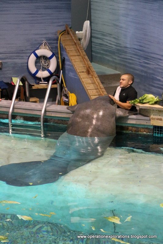 Operation Explorations South Florida Museum, and