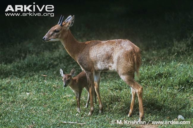 Four horned Antelope