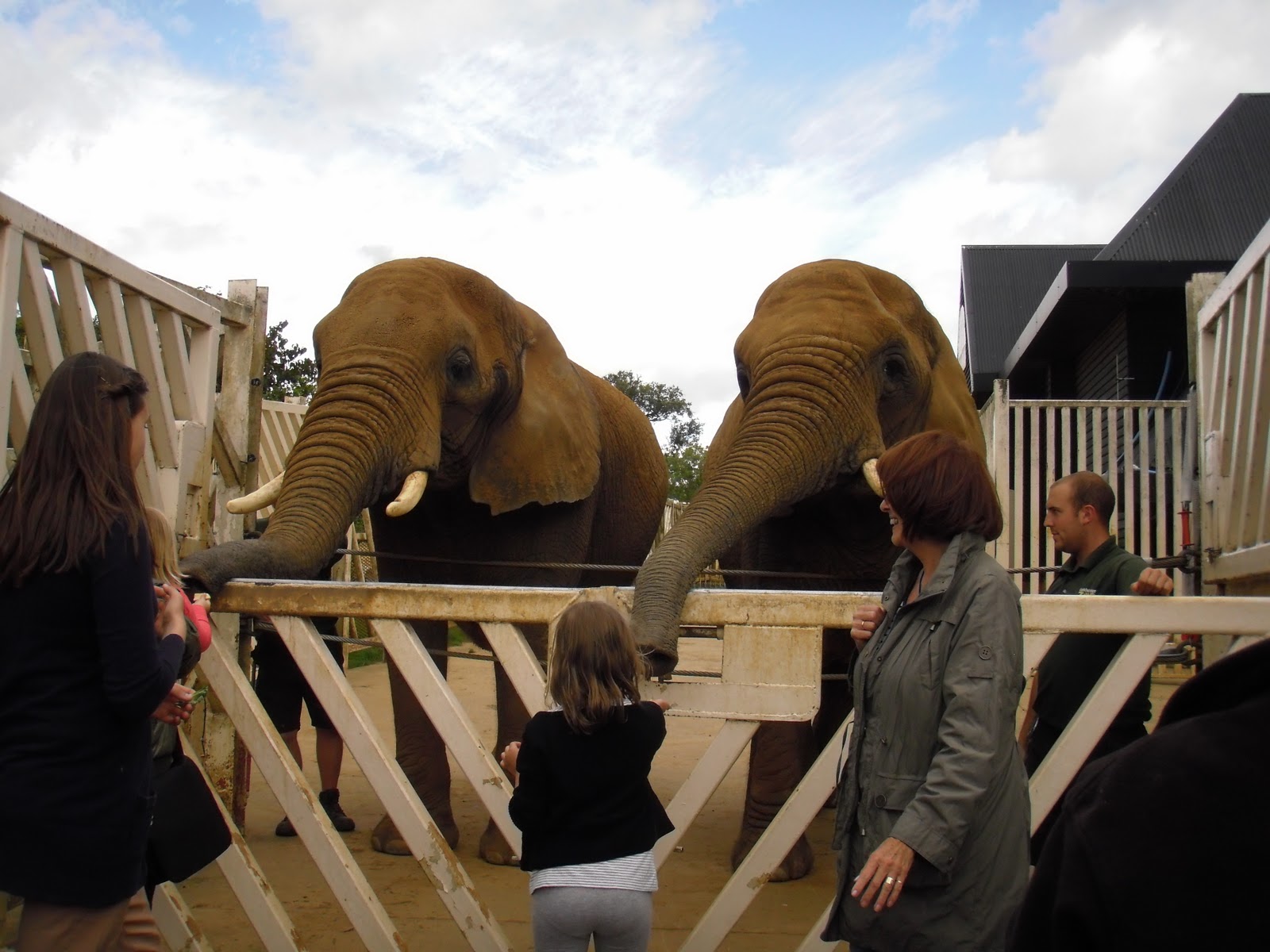 Mrs H the blog Colchester Zoo