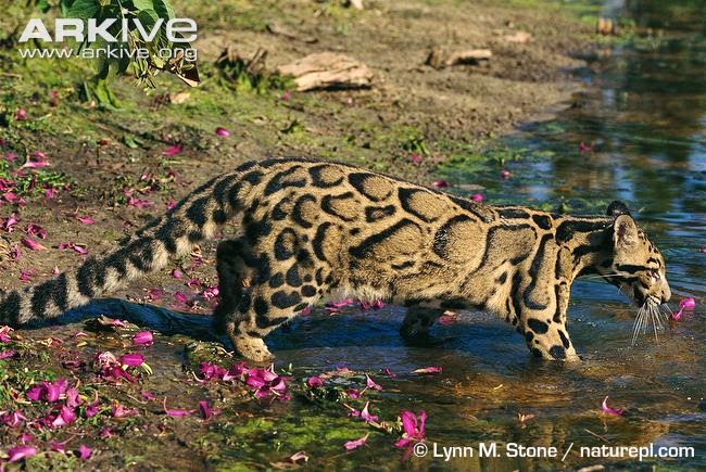 Clouded Leopard