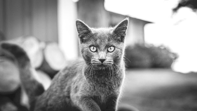 gatto foto bianco e nero