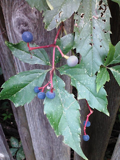 deceptive blue berries