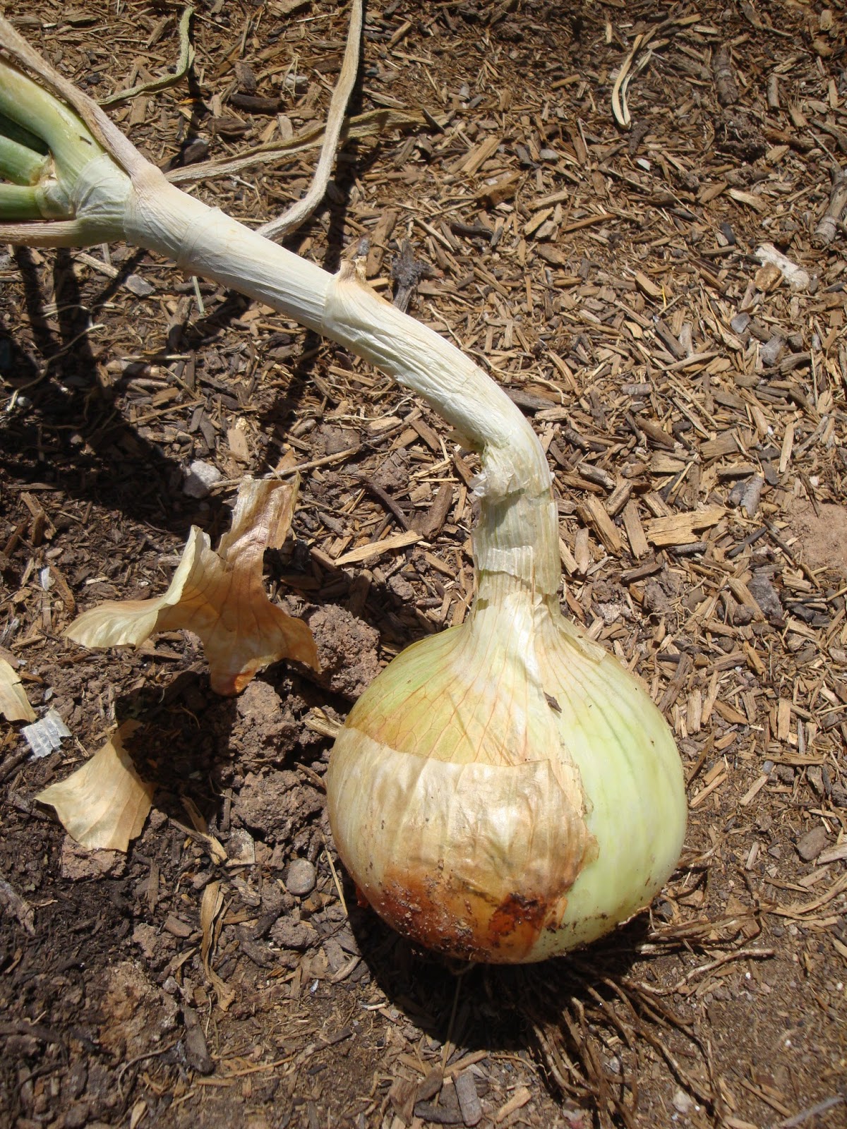 How to grow the perfect onion in the AZ low Desert (or so we hope!)