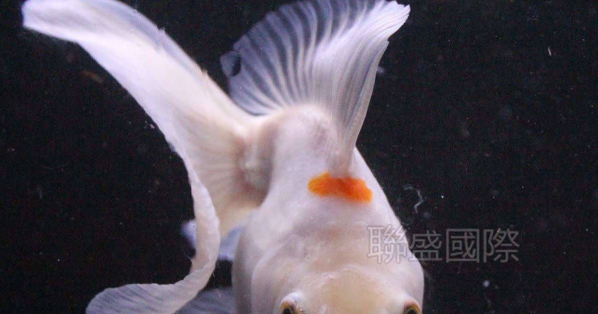 聯盛國際水族部 紅白蝶尾琉金
