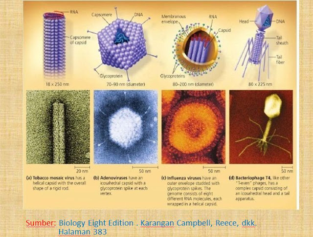 Bentuk-bentuk Virus