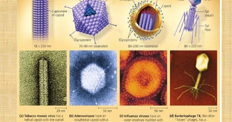 Bentuk virus bermacam-macam, virus berikut ini yang berbentuk filamen adalah