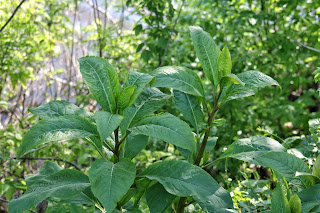 pokeweed, Phytolacca americana