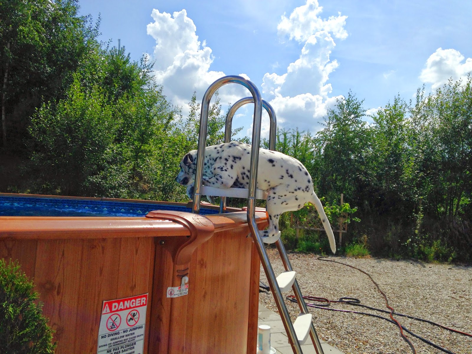 Die Alltagsgourmets Mein Hund ist ein Fischotter