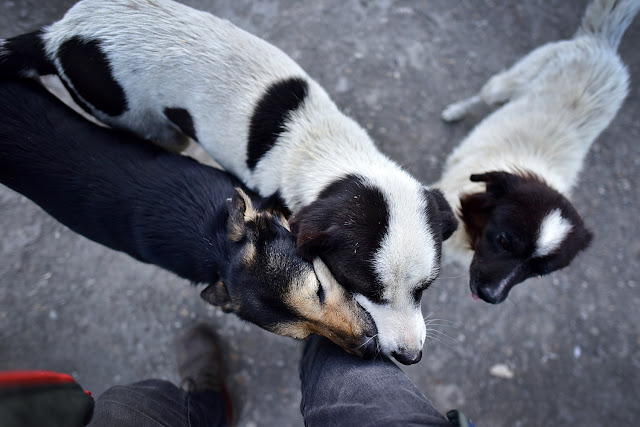 Stray dogs in Bhutan