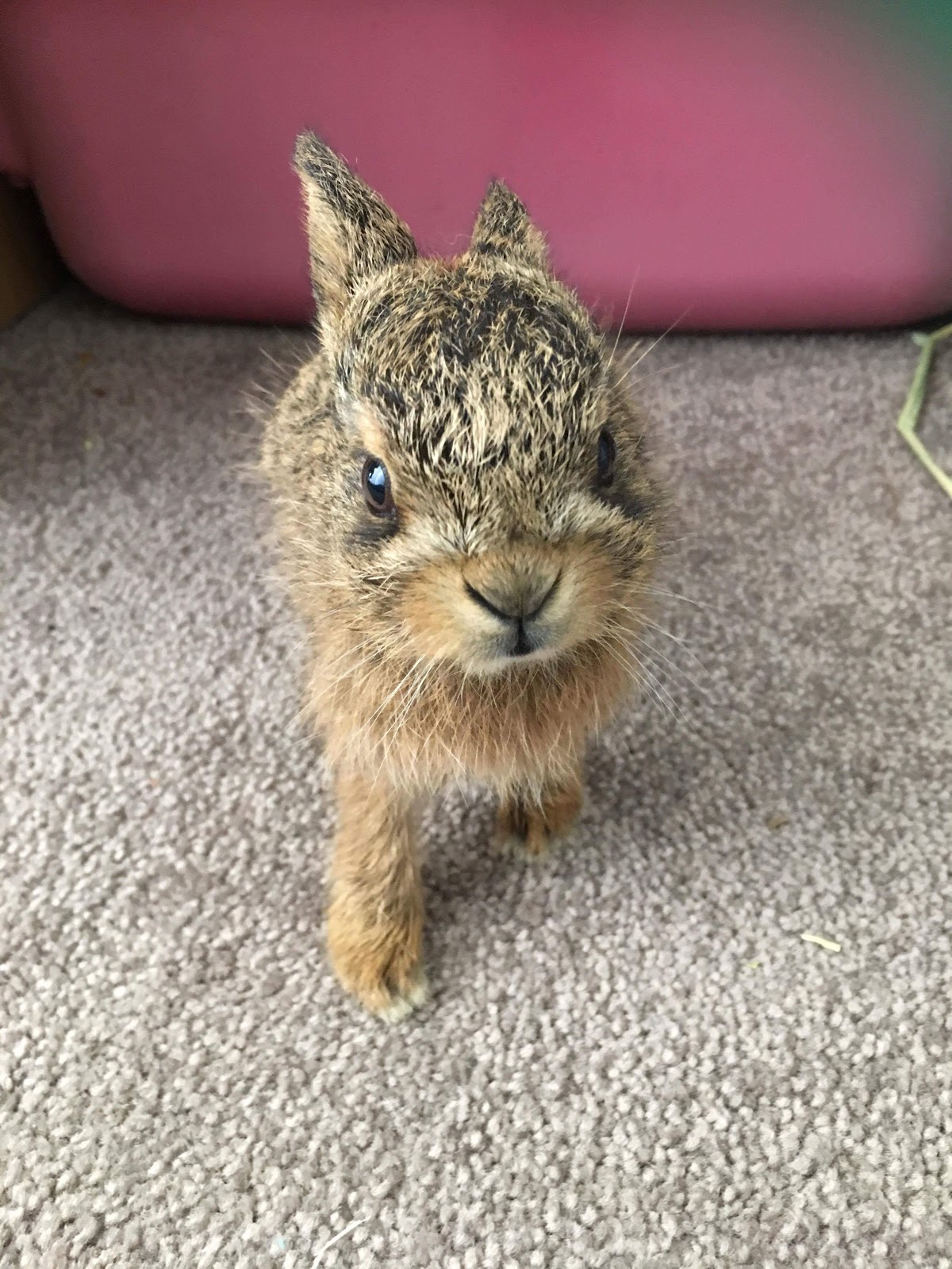 HARES IN QLD NOT ILLEGAL Rabbit Rescue Sanctuary