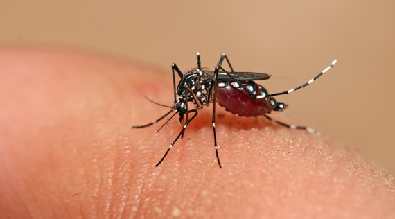 Número de casos de dengue deve cair 80% no Ceará em janeiro e fevereiro