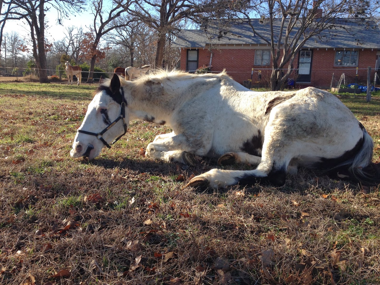Wyvern Oaks Old horses are fragile