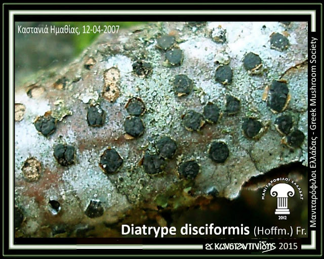 Diatrype disciformis (Hoffm.) Fr.