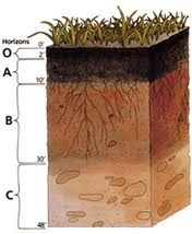 التربة الرملية تتكون من الكثير من الحبيبات الصغيرة تسمى رملاً