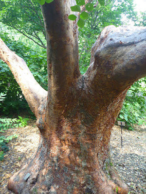 Paperbark maple (Acer griseum), native to Central China Paperbark maple