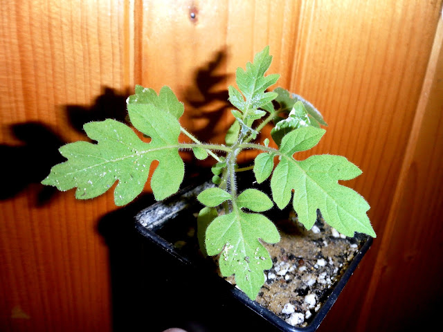 Qing Qi (Solanum septemlobum)
