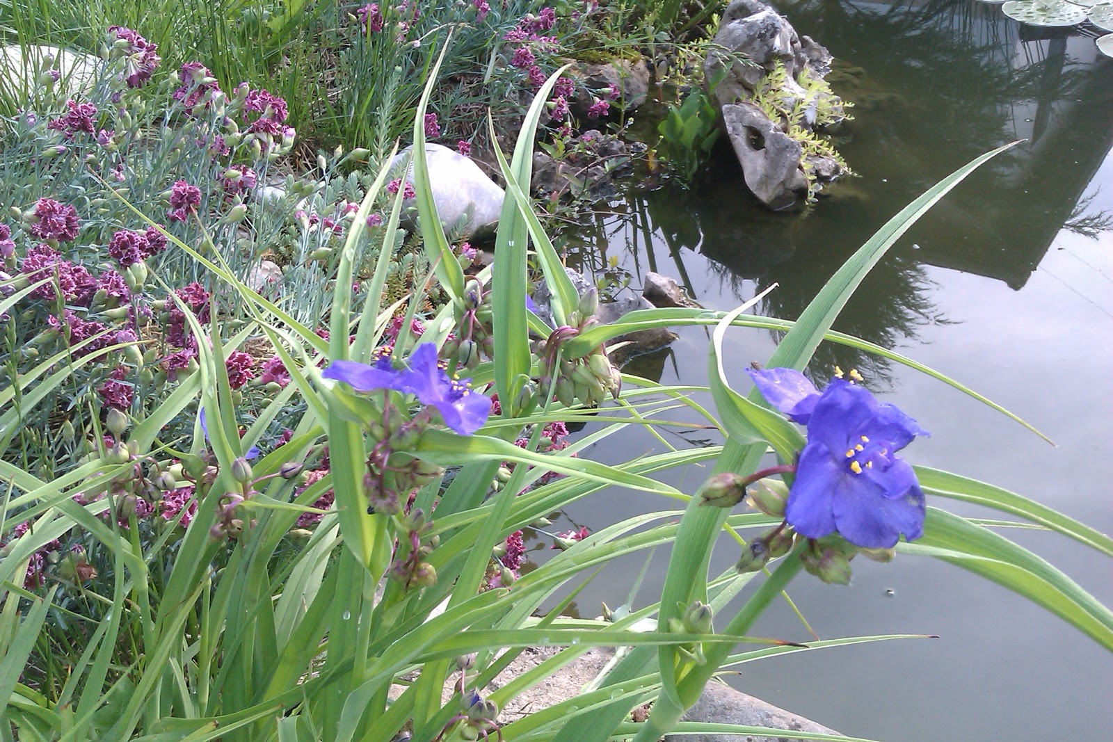 My garden and flowers: Цветове водни растения.
