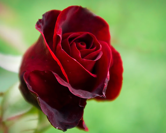 Crvena ruža download besplatne pozadine za desktop 1280x1024