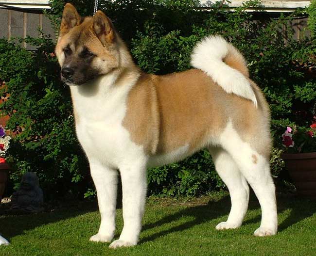 akita hunting dog