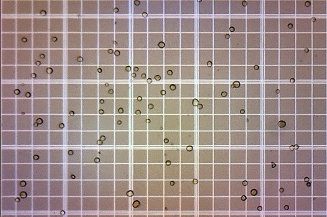 conteo de levaduras en camara de neubauer