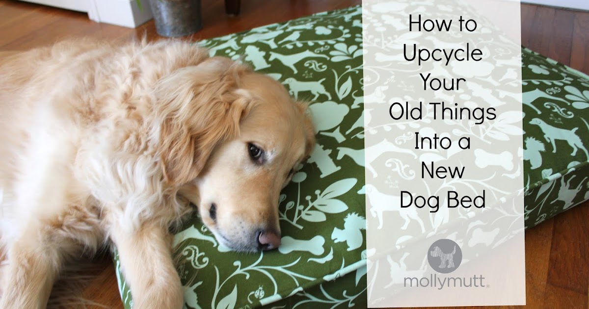 Golden Daily Scoop How to Upcycle Your Old Things Into A New Dog Bed