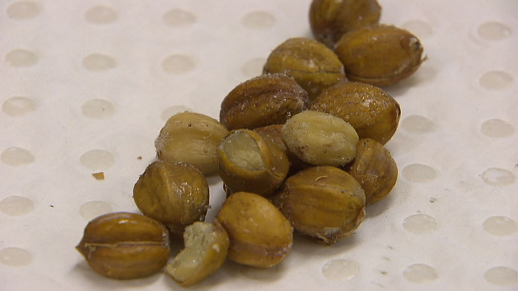 Tricho Serious Ethnobotany* Blushwood The Endangered Australian