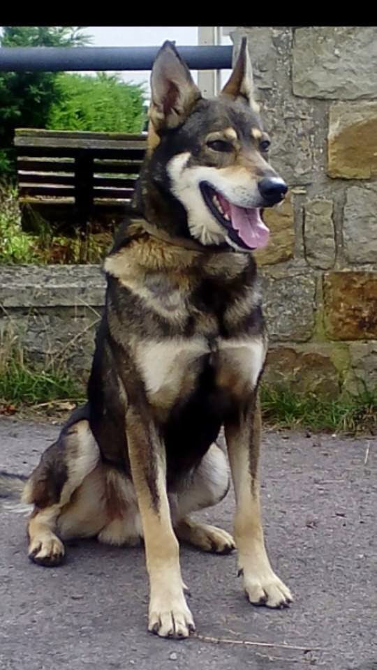 El Perro Lobo Español Cruces de pastor alemán y perros nórdicos El Perro Lobo Español Cruces de pastor alemán y perros nórdicos