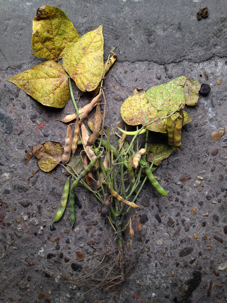 Sabine Bolk Hill of beans Harvest Time