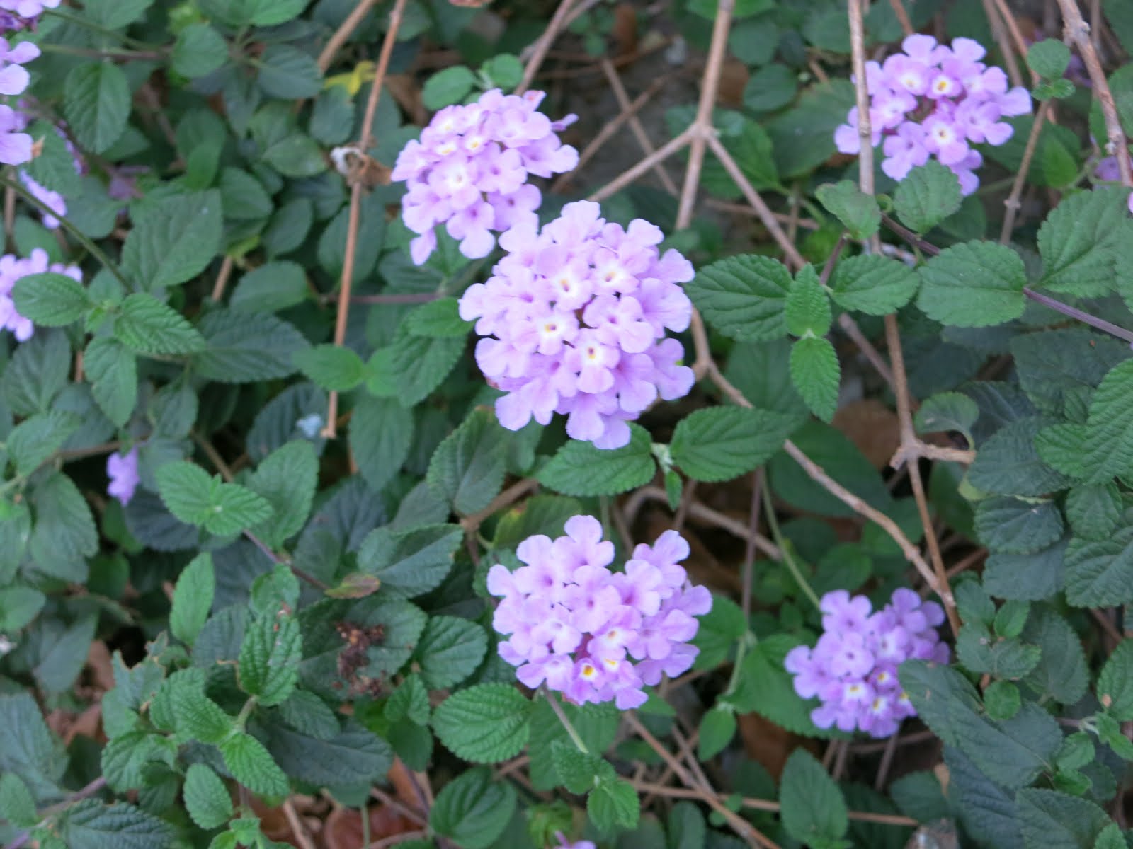 A Wandering Botanist Plant StoryBeautiful, Invasive Lantana, Lantana