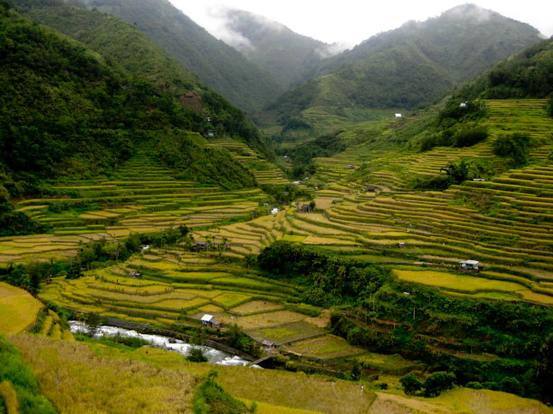 The Official Blog Site of Sen. Kiko Pangilinan: Save the Ifugao Rice